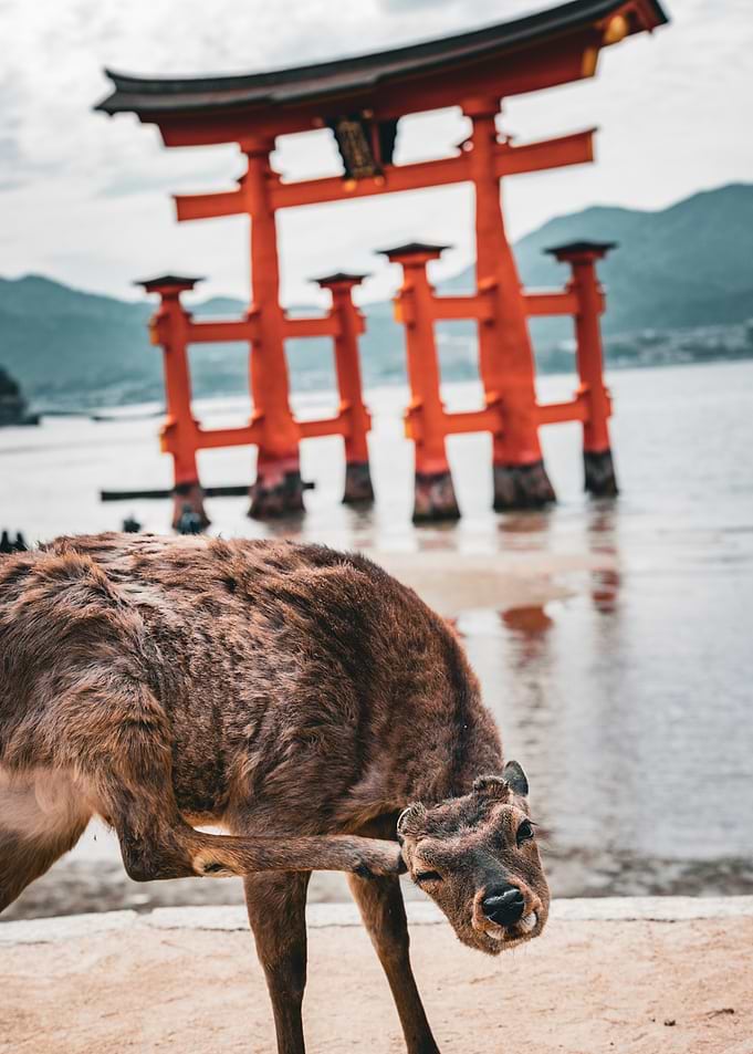 Deer scratching itself on Miyajima Island