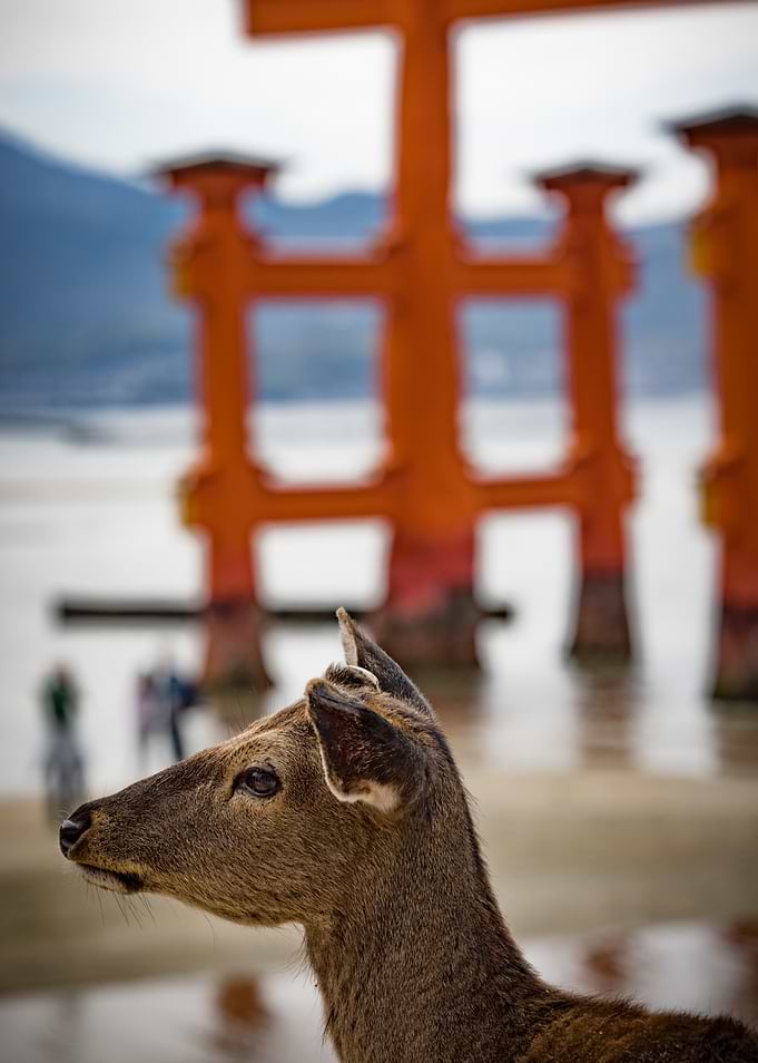 Deer in front of a Torii Gate on Miyajima Island