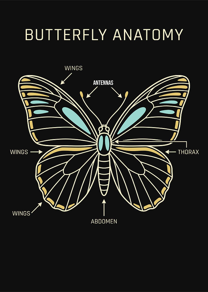 Butterfly Anatomy Diagram