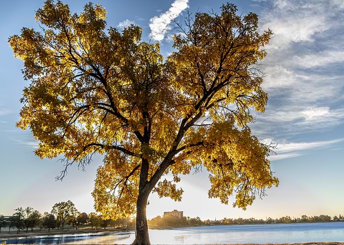 SunTree