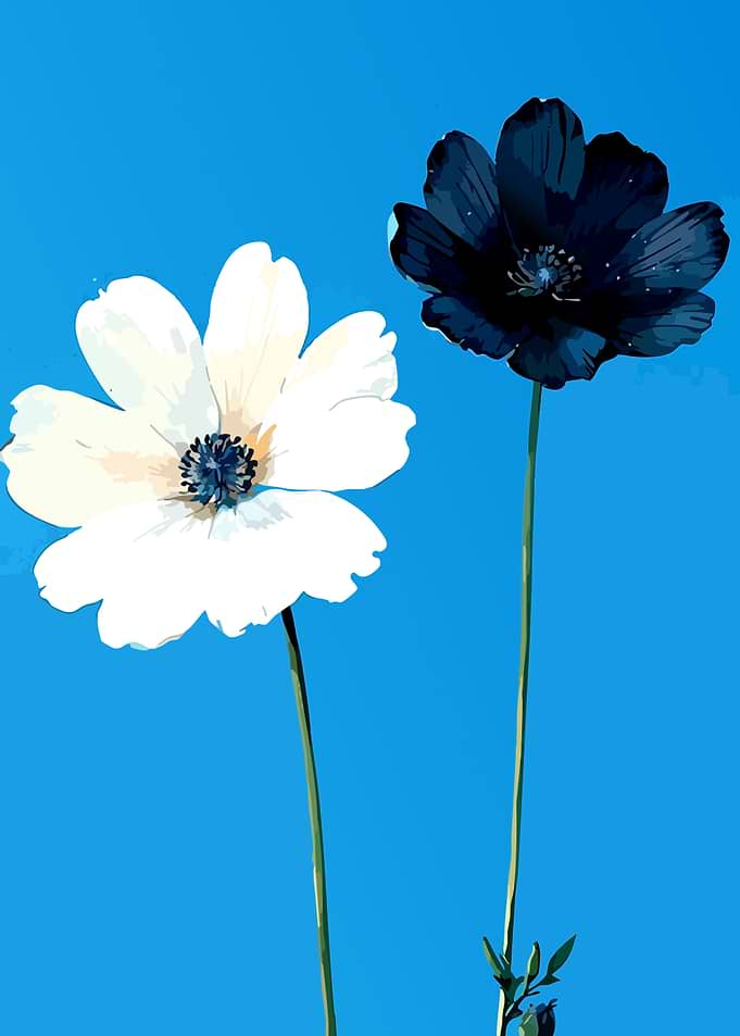 Two Anemone Flowers