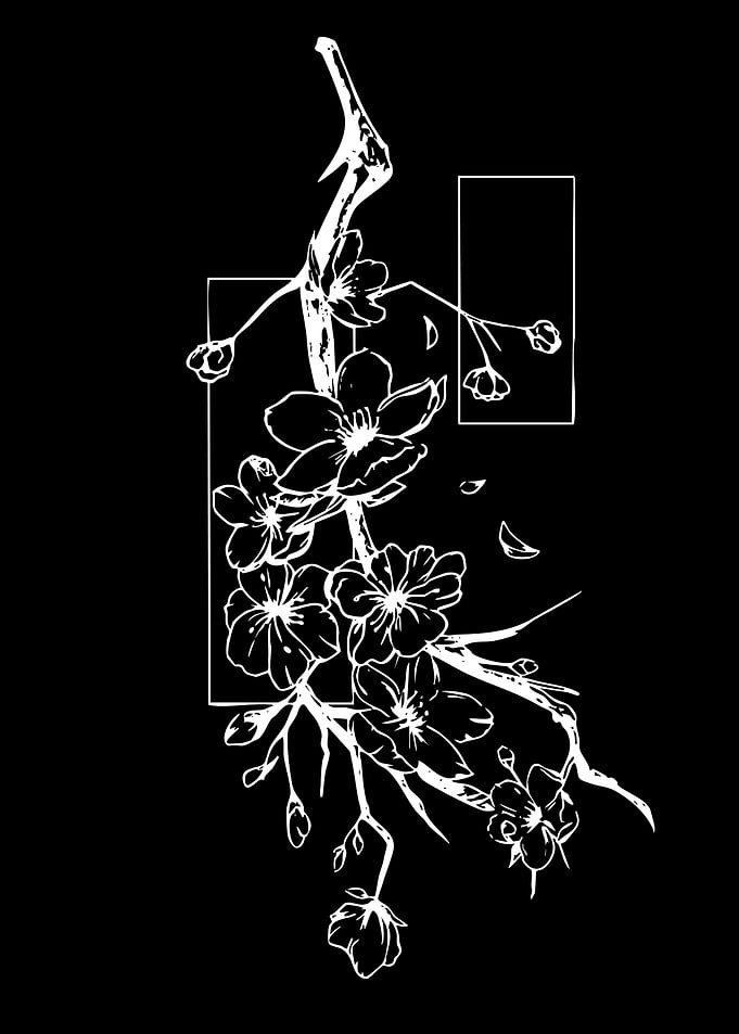White Cherry Blossoms on Black Background