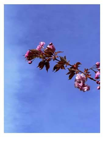 Cherry Blossoms Against Blue Sky
