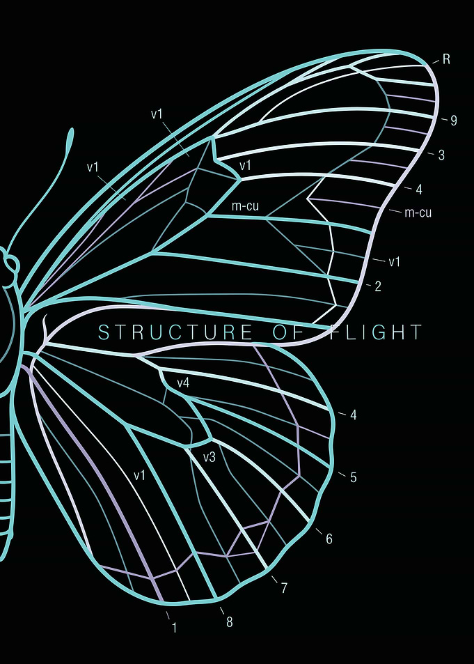 Butterfly Wing Structure Diagram