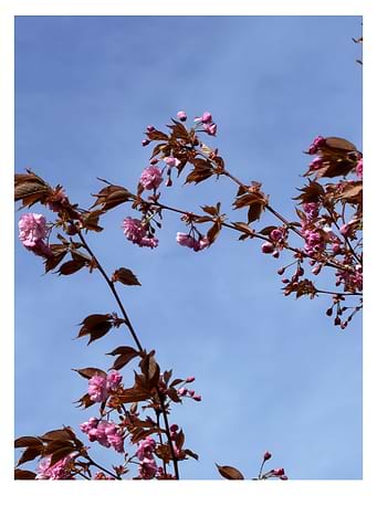 Pink Cherry Blossoms Against Blue Sky