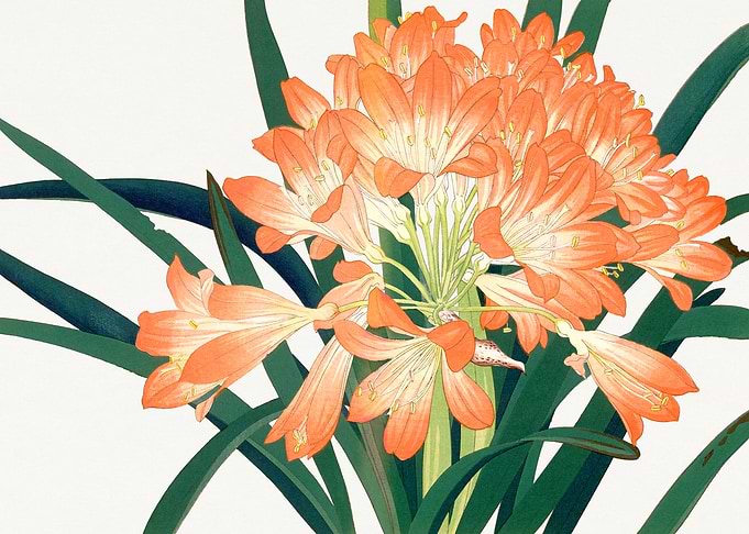 Natal lily Flower - Tanigami Kônan