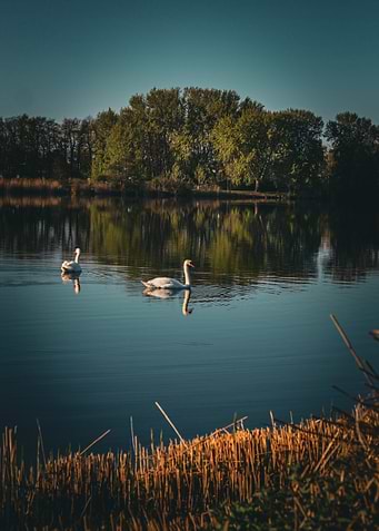Two Swans on a Calm Lake