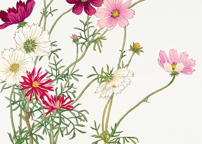 Cosmos Flower - Tanigami Kônan