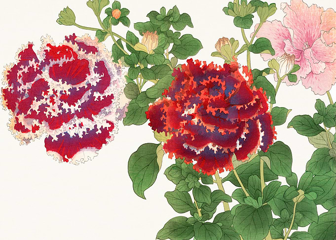 Petunia Flower - Tanigami Kônan