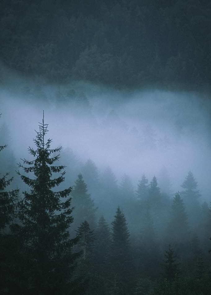 Misty Forest Landscape