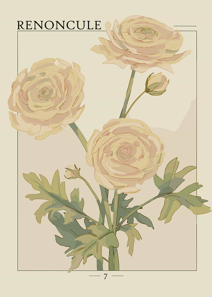 Pale Yellow Ranunculus Flowers
