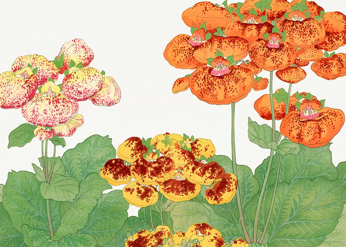 Calceolaria Flower - Tanigami Kônan