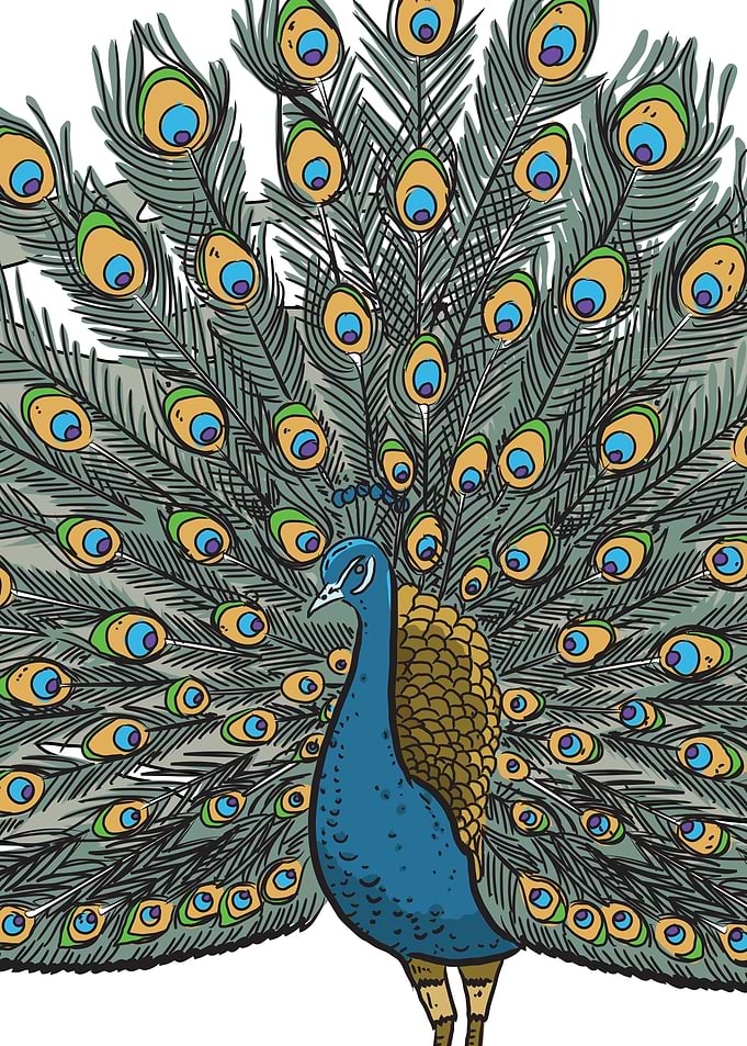 Peacock displaying its feathers