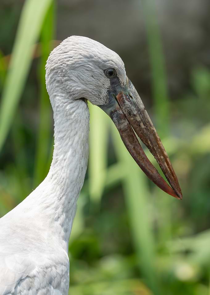 Close-up of a Stork's Head