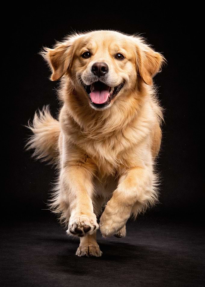 Happy Golden Retriever Running