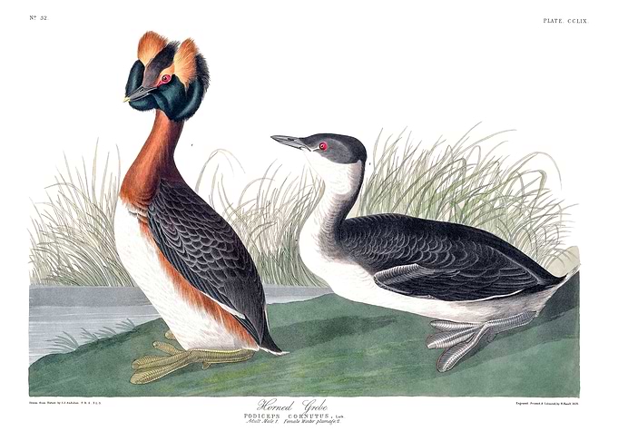 The Birds of America - Horned Grebe