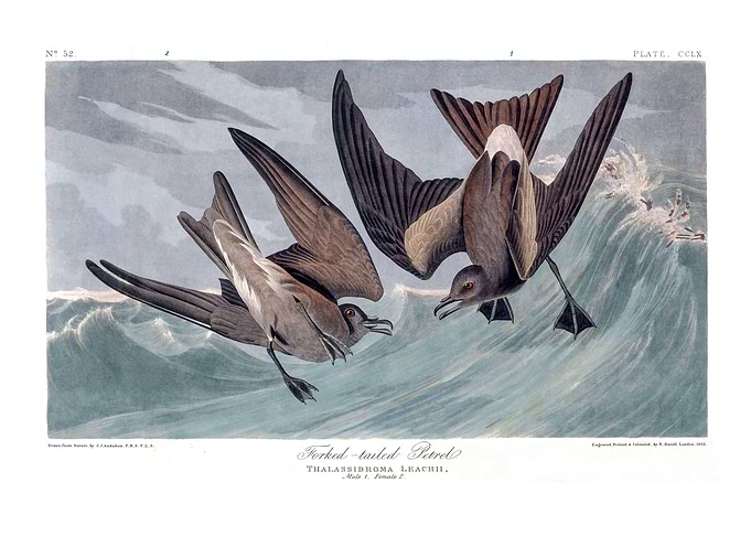 The Birds of America - Forked-tailed Petrel