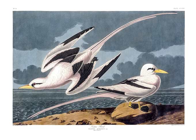 The Birds of America - Tropic Bird