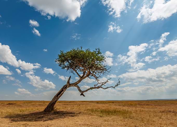 Lone Acacia Tree in African Savannah