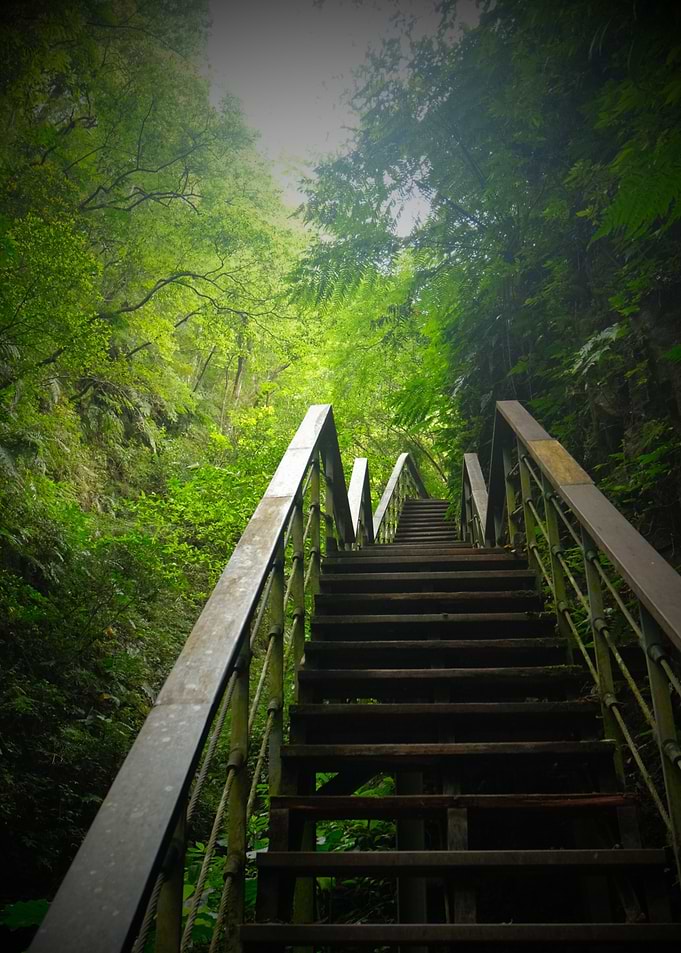 Wooden stairs in forest