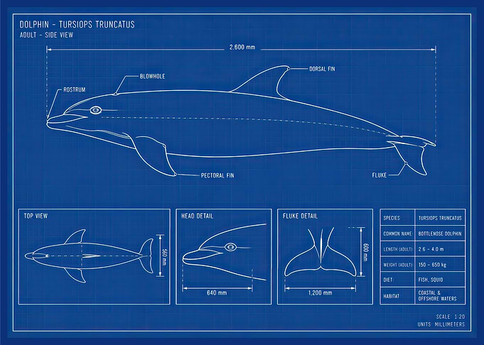 Dolphin Blueprint