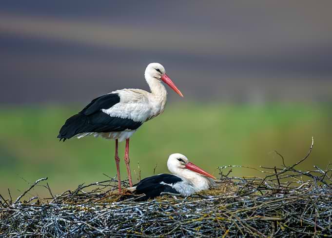 Two Storks in a Nest