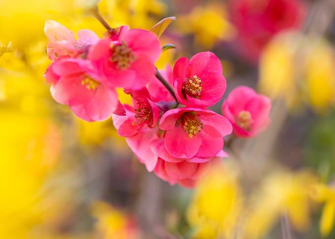 Pink and Yellow Spring Blossoms