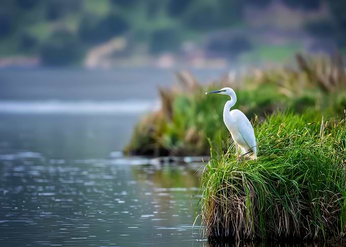 White Egret on Grassy Island