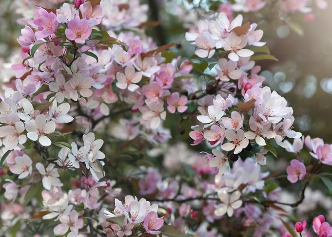 Pink and white cherry blossoms