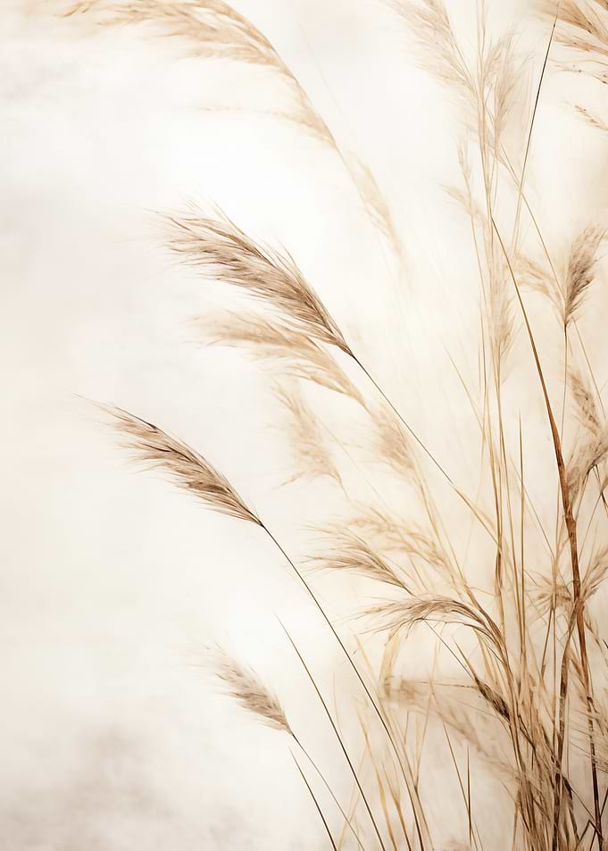 Soft Pampas Grass in Gentle Light