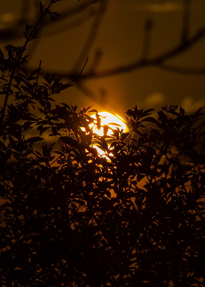Sunset behind silhouetted foliage