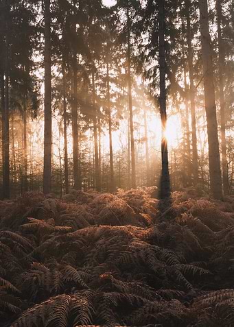 Sunbeams through a misty forest