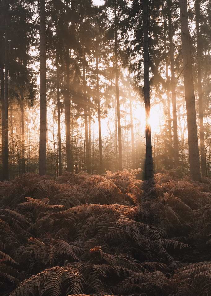 Sunbeams through a misty forest