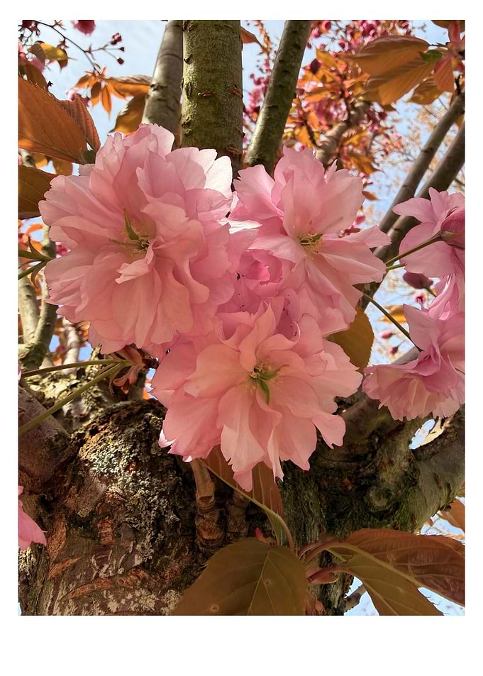 Pink Cherry Blossoms on Tree Trunk