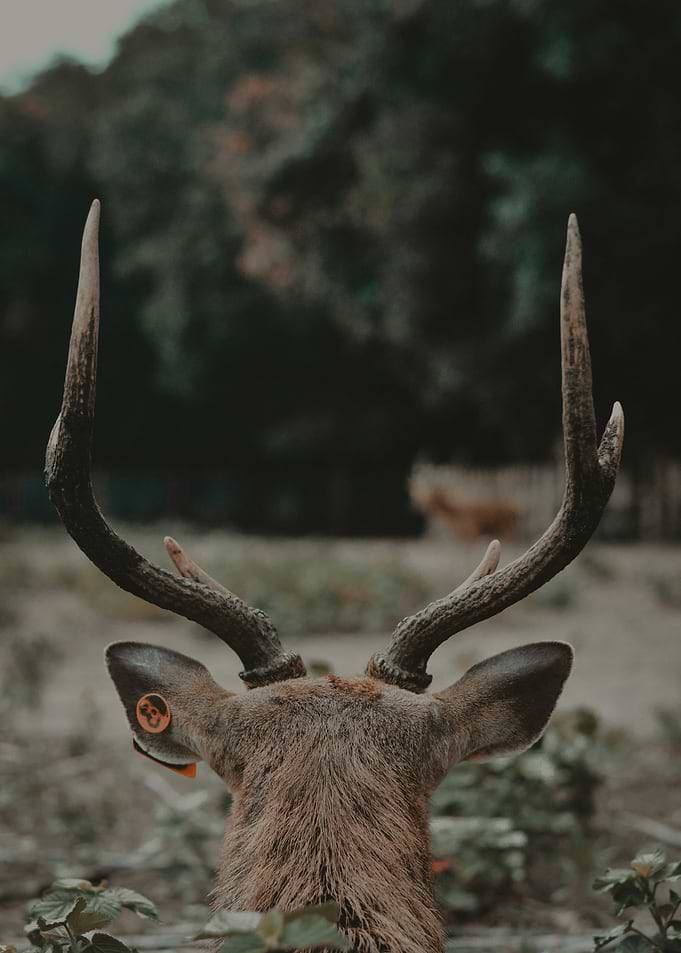 Deer with Antlers and Tag