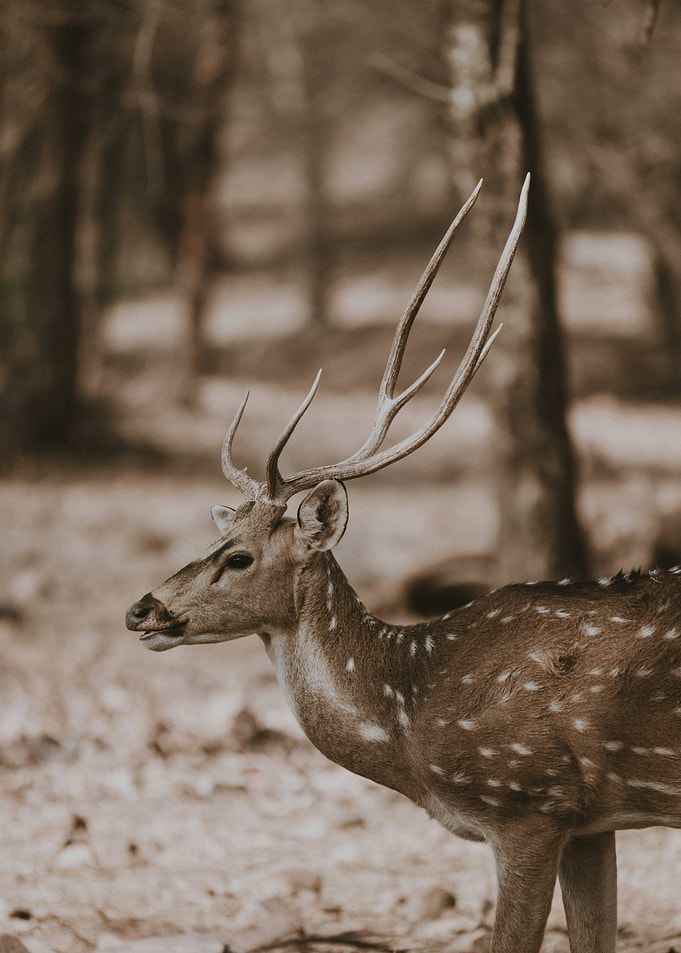 Spotted Deer in Forest
