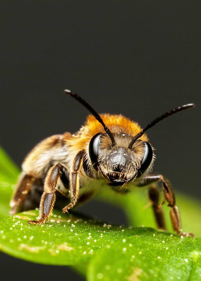Close-up of a bee on a leaf