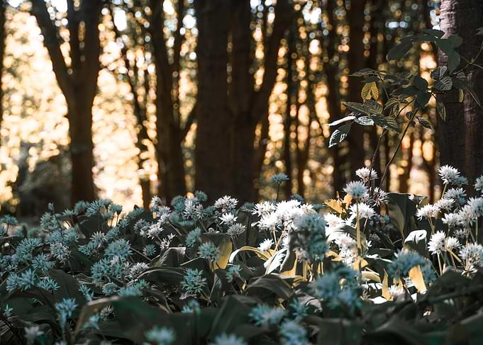 Wild Garlic Flowers in Forest