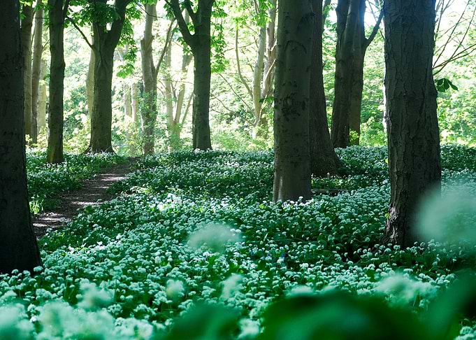 Enchanted Forest Path with Wild Garlic