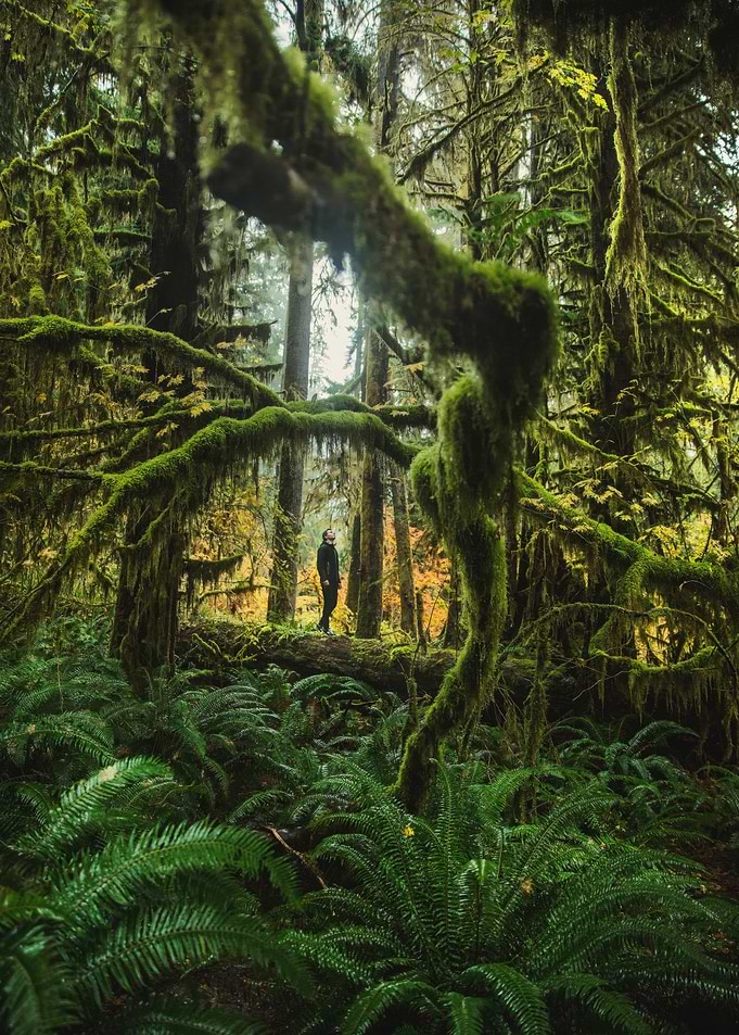 Person in moss-covered forest