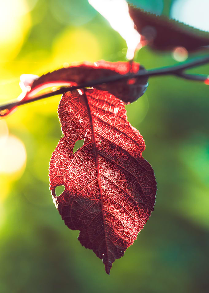 Red leaf backlit by sun
