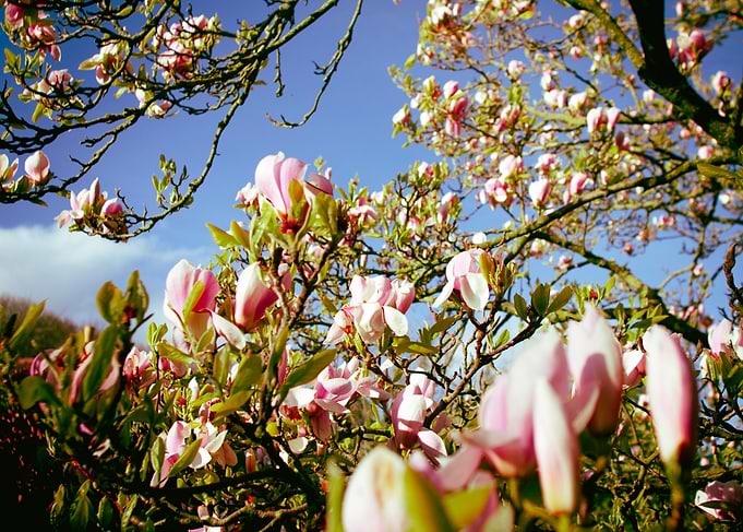 Tree Blossom