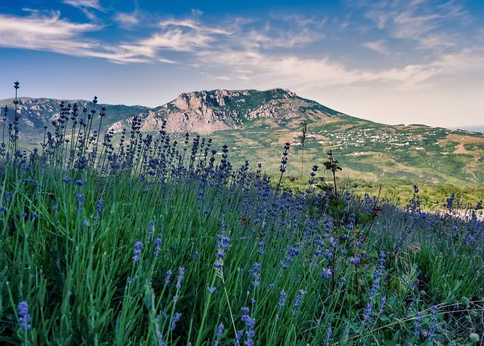 Lavender Field with Mountain Backdrop