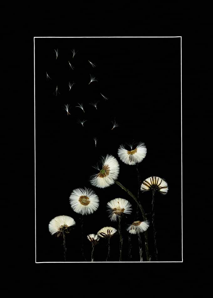 Dandelion Flower Composition on Black – Detailed Botanical Wall Art