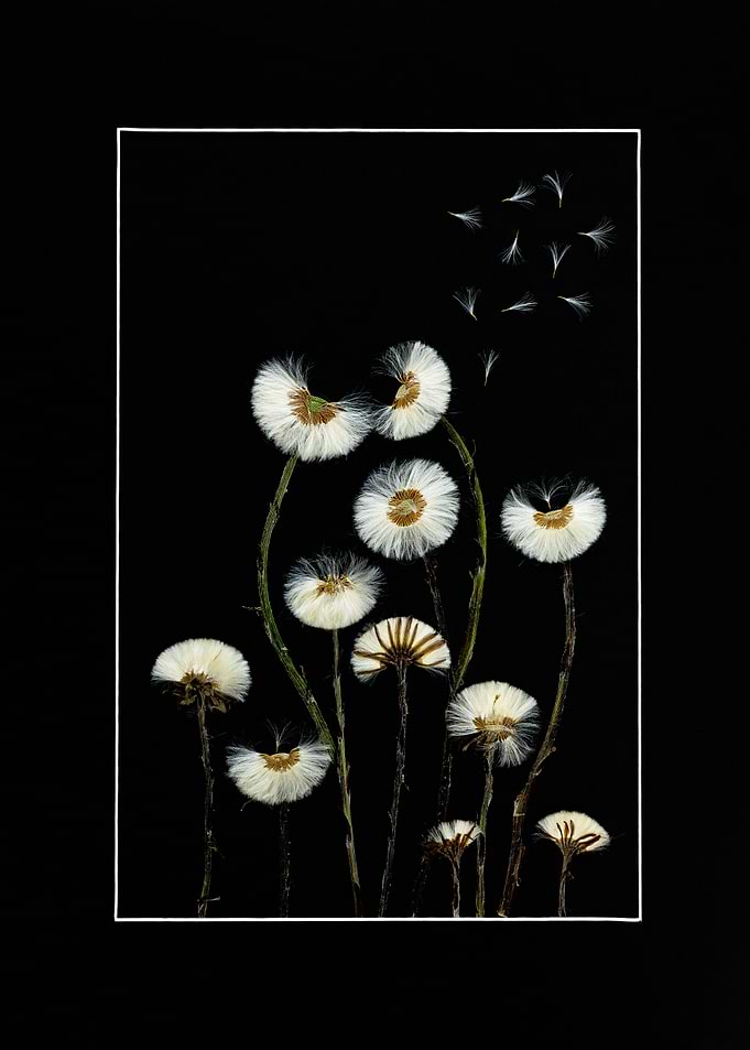 Dandelion Flower Composition on Black – Detailed Botanical Wall Art