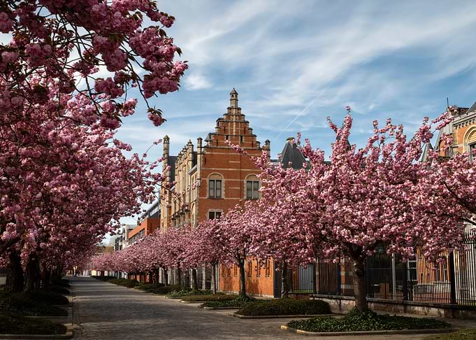 Blooming Cherry Trees Line Cobblestone Street