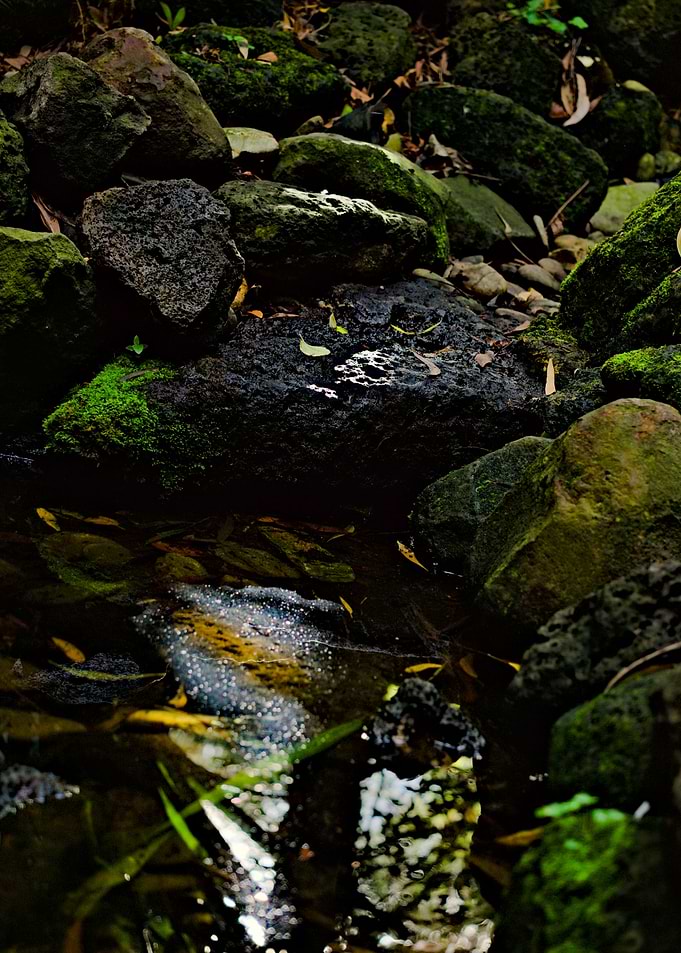 Mossy Rocks and Stream