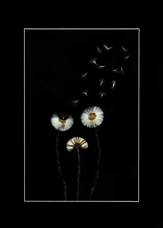 Dandelion seeds blowing in the wind