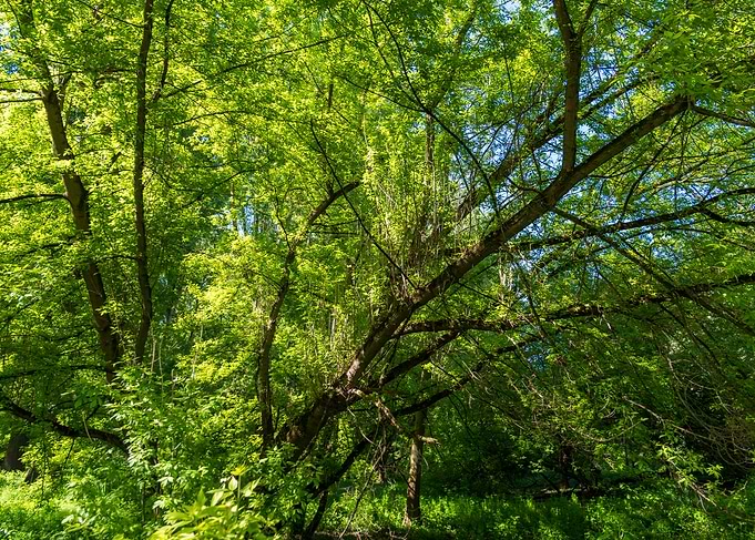 Lush Green Forest Canopy