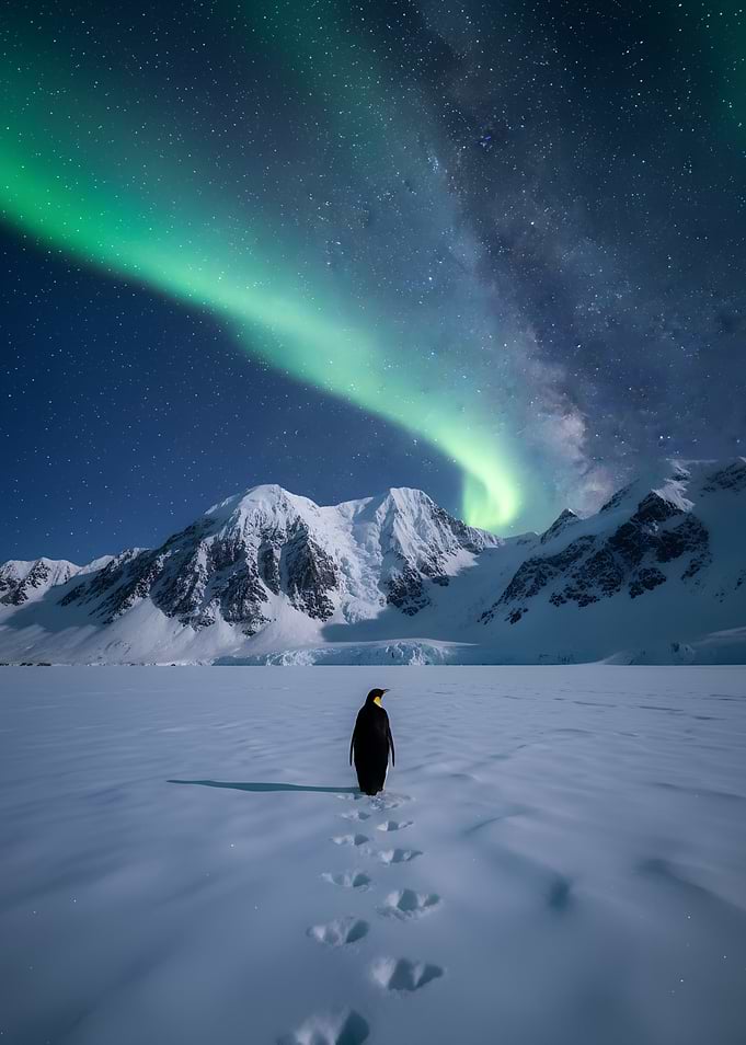 Penguin Under Aurora Borealis Northern Lights